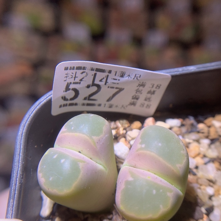 精品生石花214.527