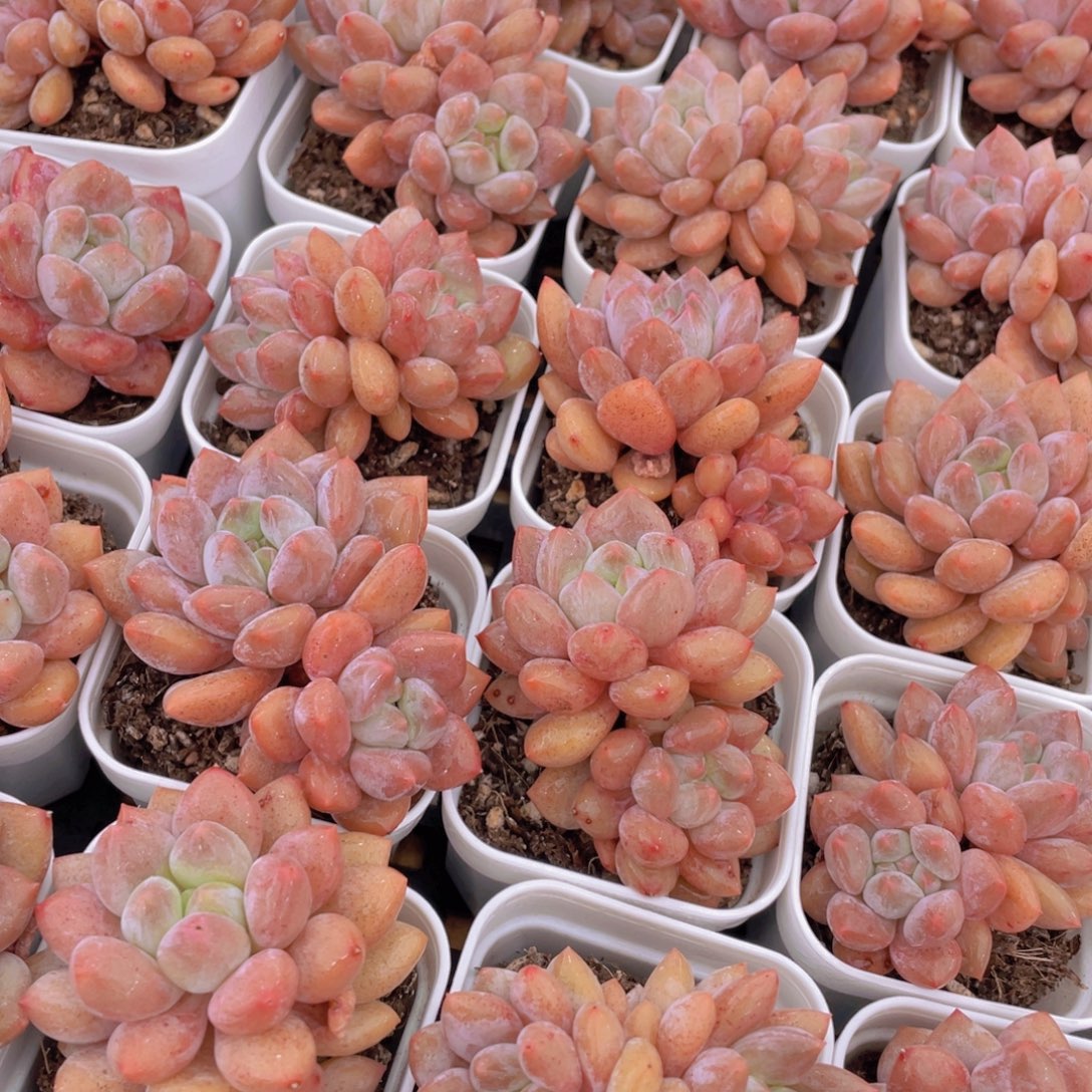 量拍15号 肥胖粉透半夏小双头一个