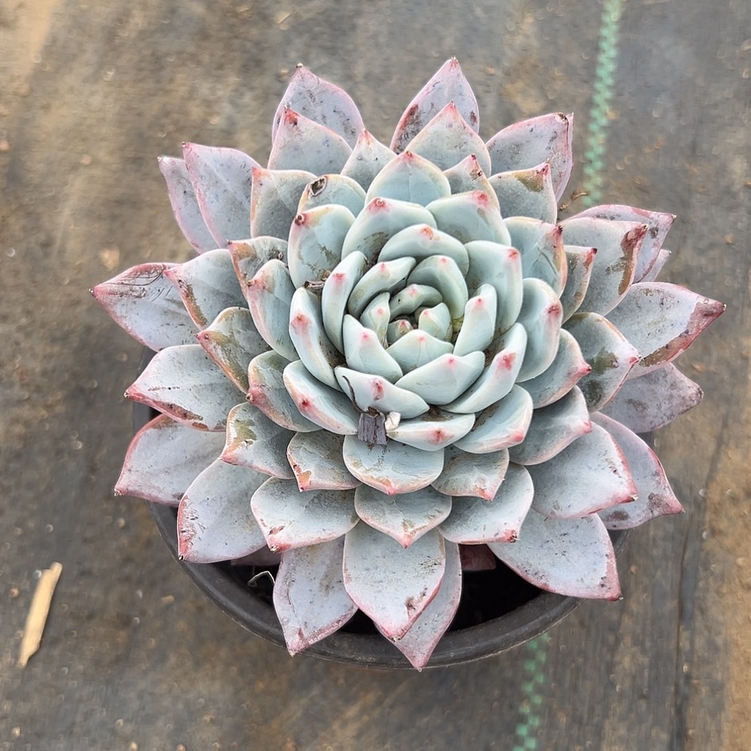 多肉植物粉蓝鸟单头