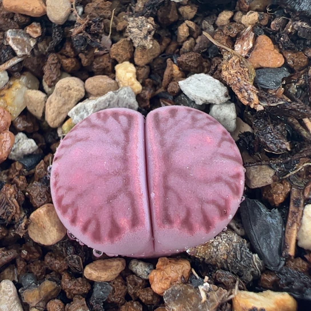 752多肉植物百科