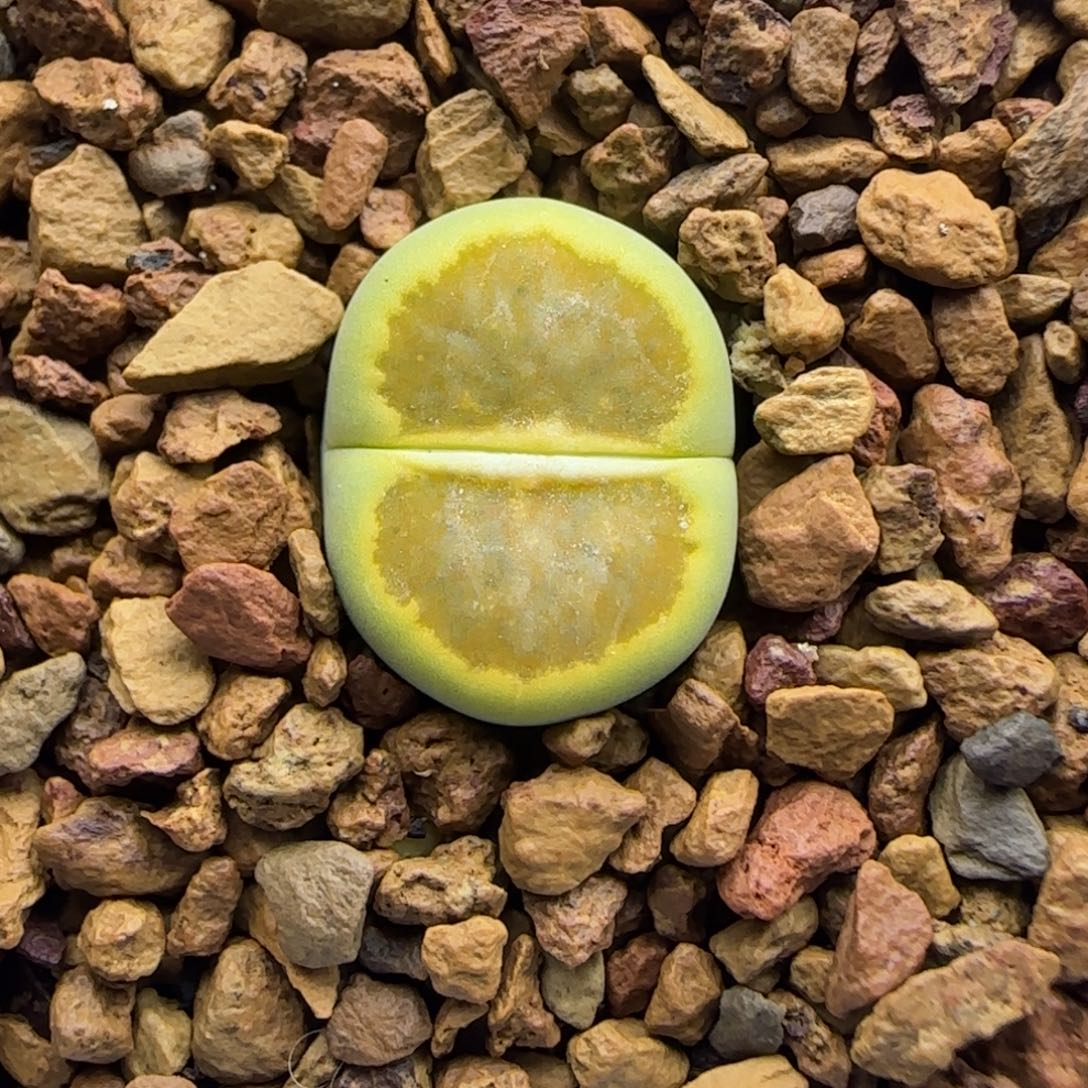 885 生石花大棚直播