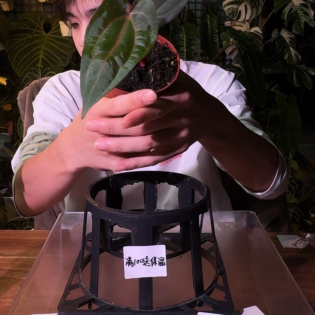 不开花植物G225波特紫杂黑凤凰