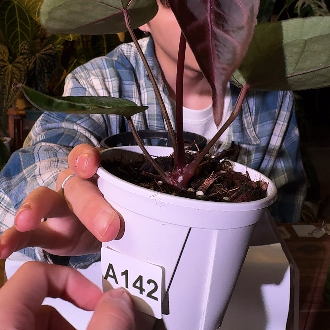 不开花植物A142skg银杂紫水晶