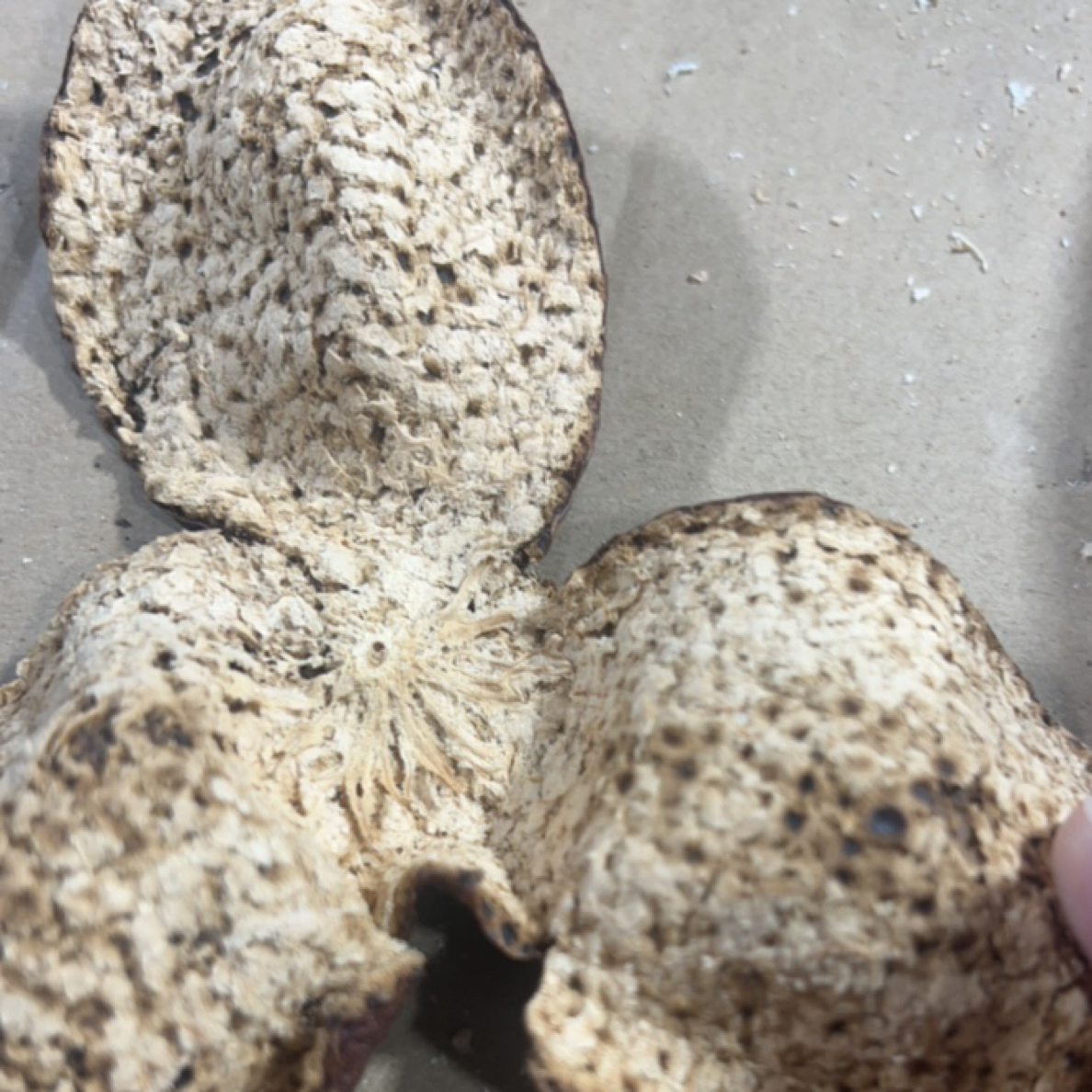 深吕圈枝2019年大红皮（有虫蛀）