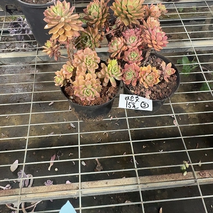 水***了多肉植物一物一拍水饺