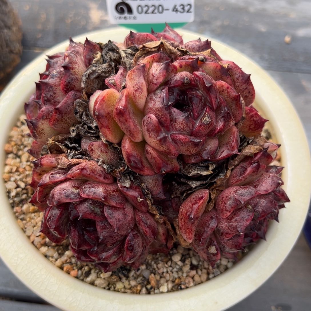 从前慢多肉精选编号0220.432