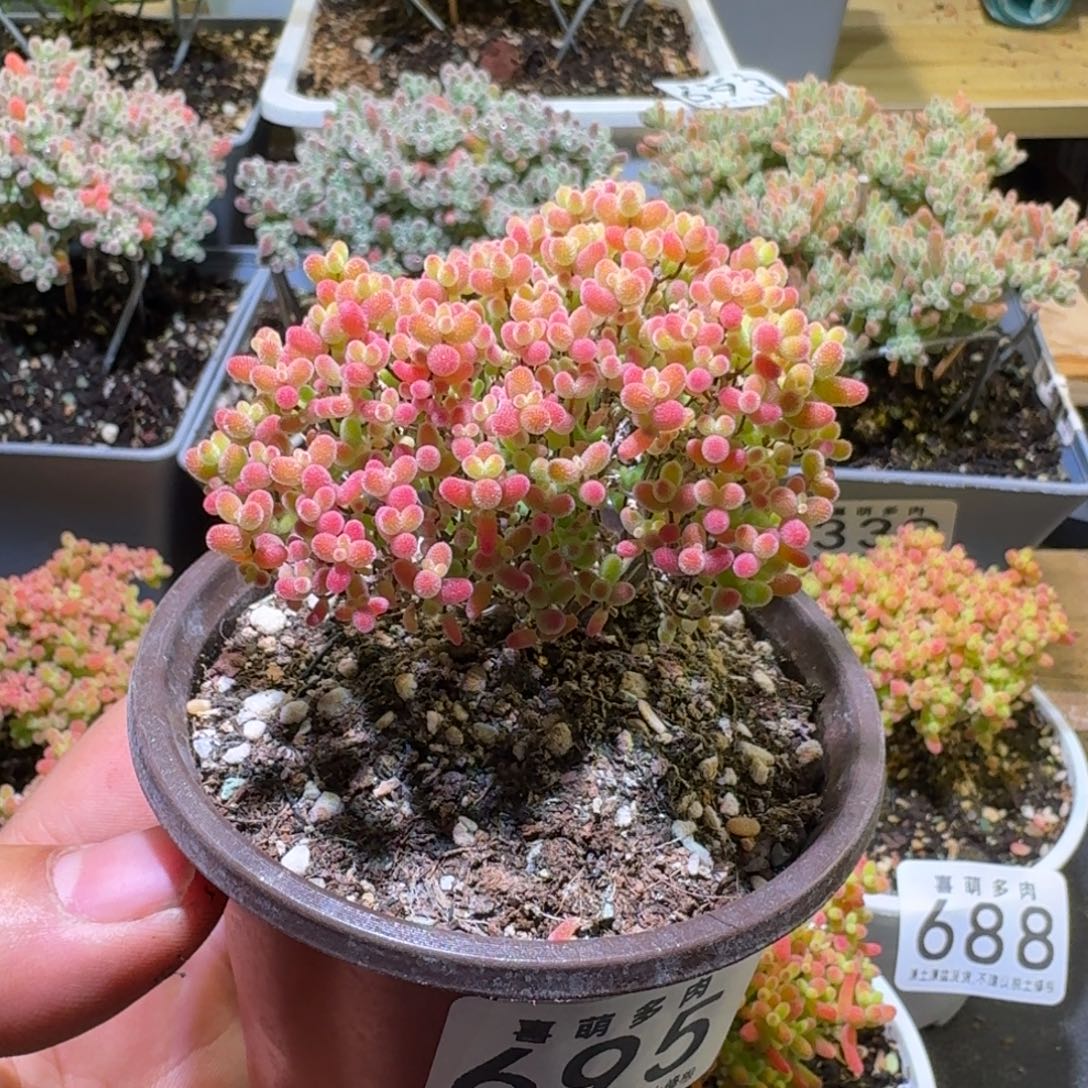 枝干番杏蜜橘糖球695