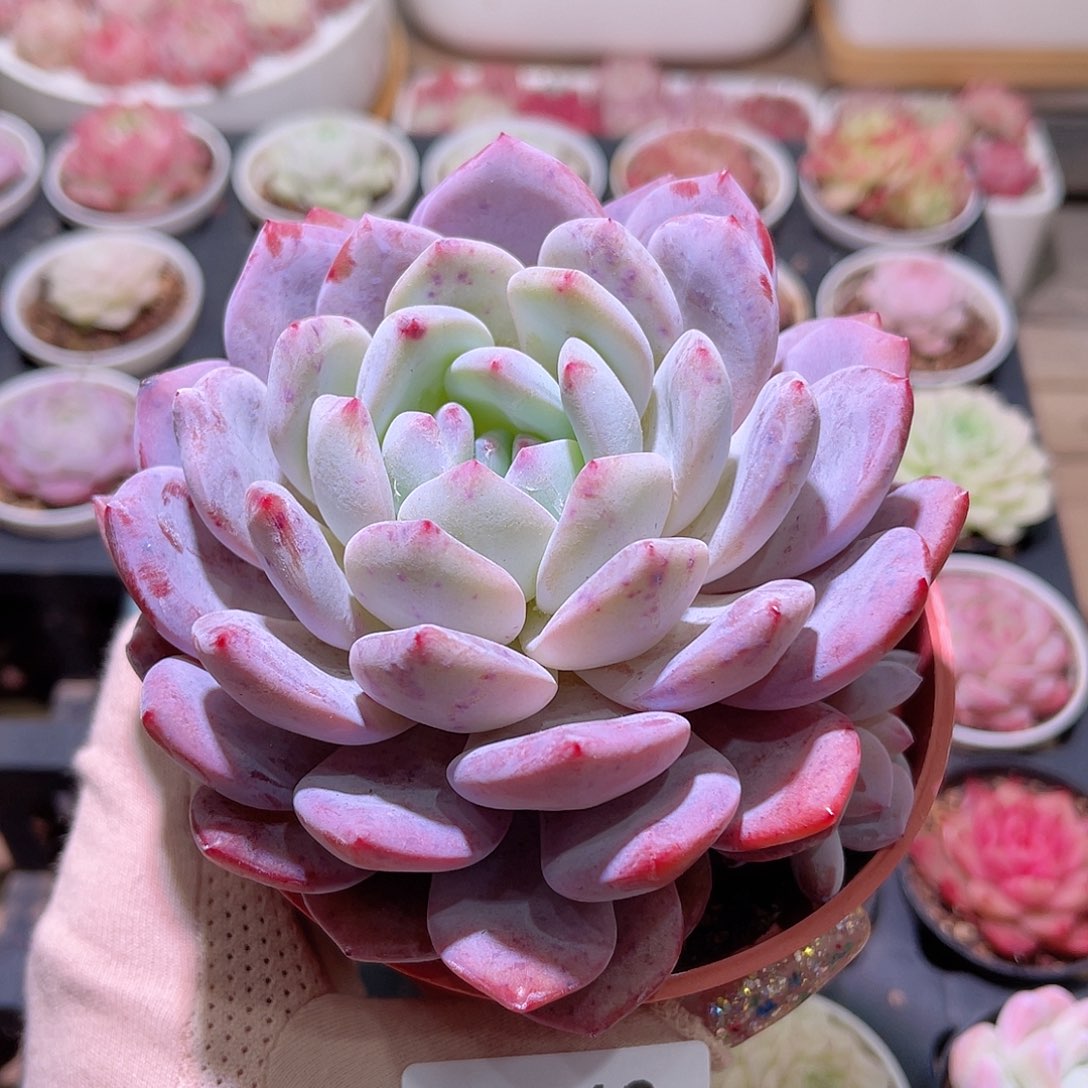 花利美23-412橙梦露