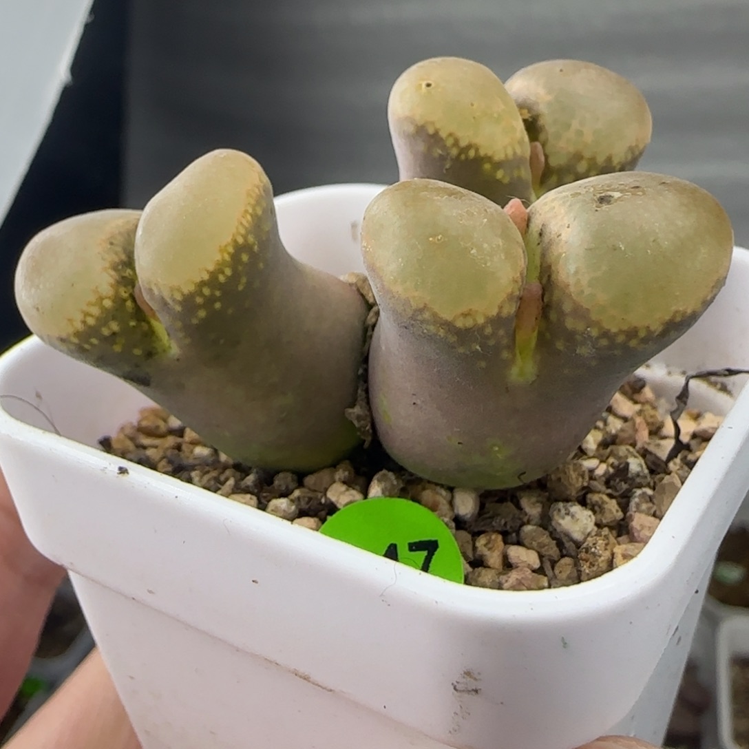 翻窗漂亮多肉植物647
