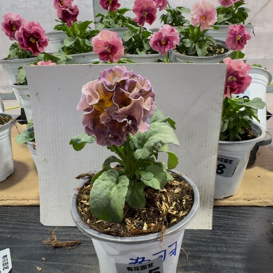 全部花朵115号角堇