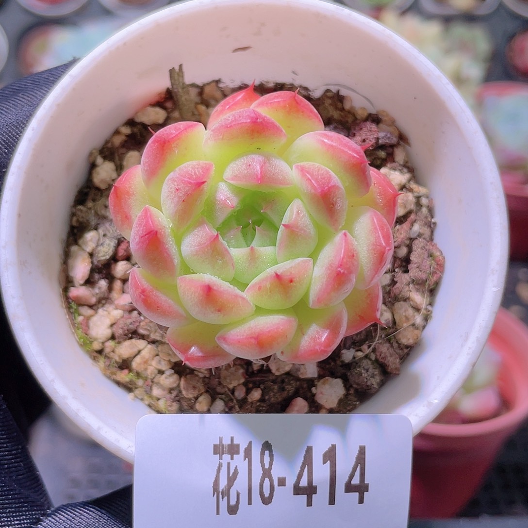 花利美18-414海王