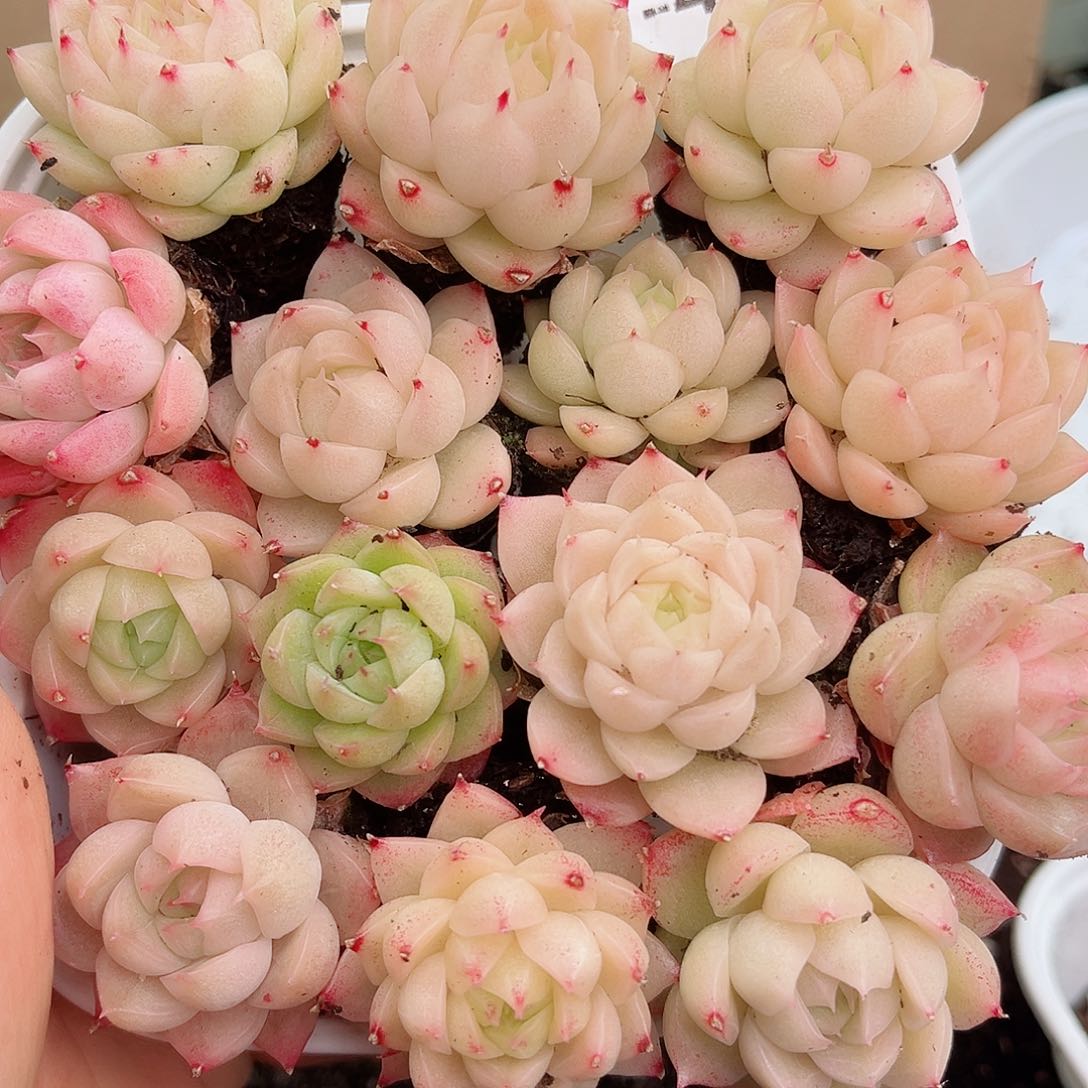 1-423 新疆西藏内蒙不发12.8包邮2-3公分