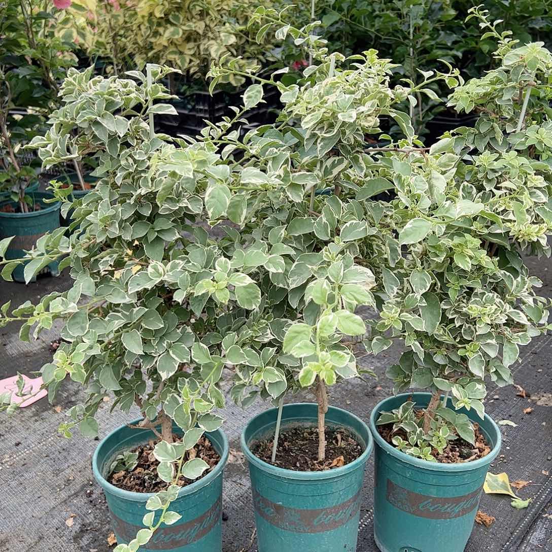 大部分开放少量花苞少女心一颗