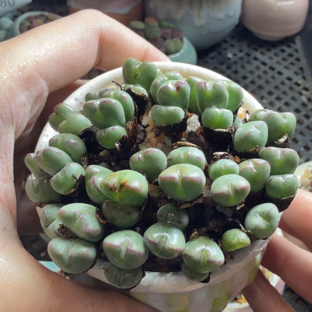 多肉葡萄干和水果茶507