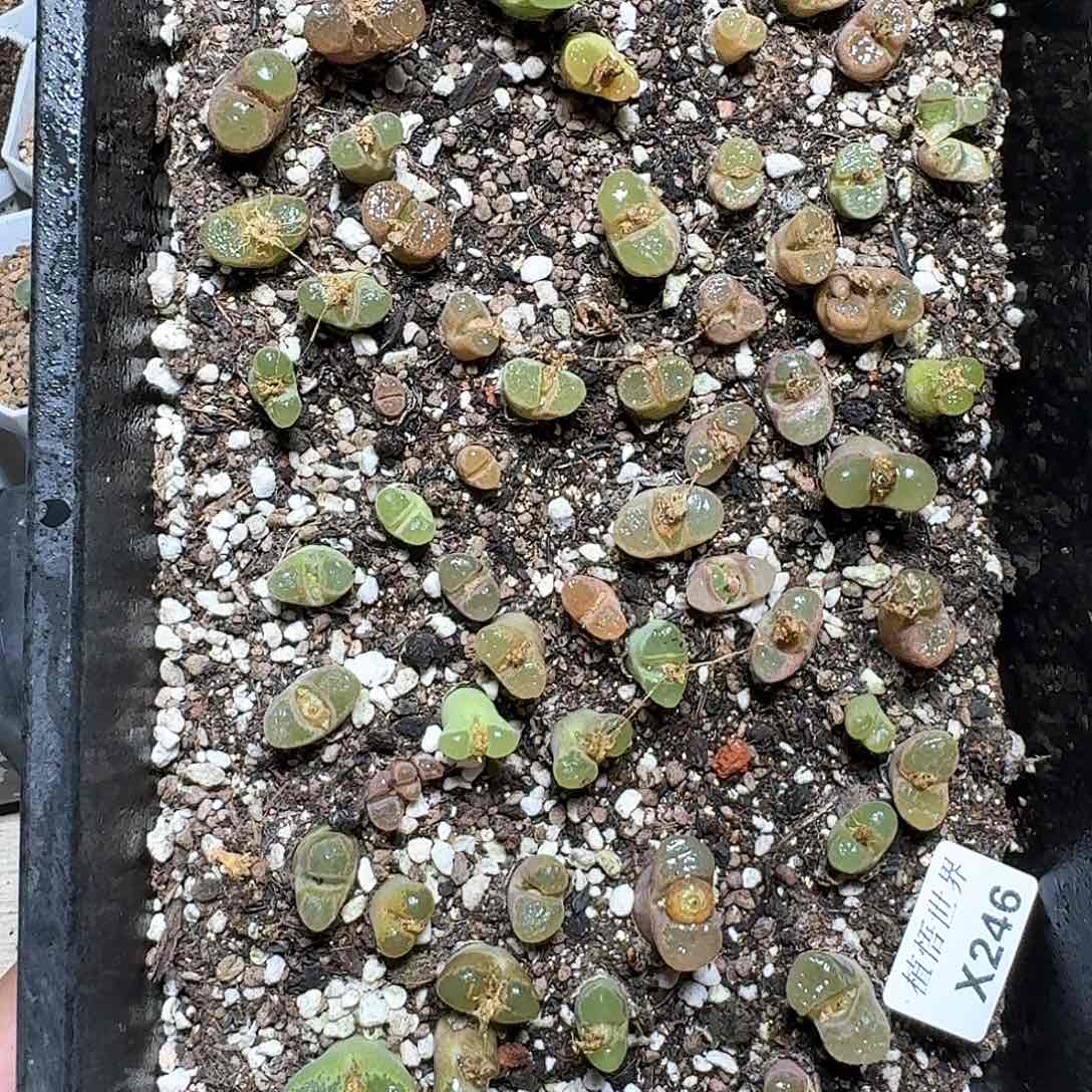 246盒多肉植物哇d c v