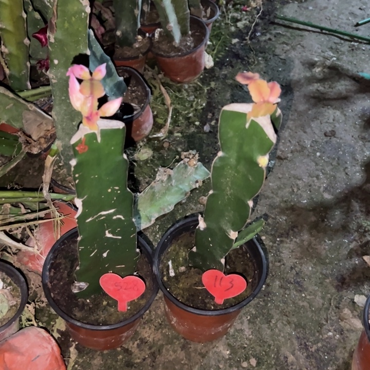 韩***东当前无花栽培后可以开花086  528  113