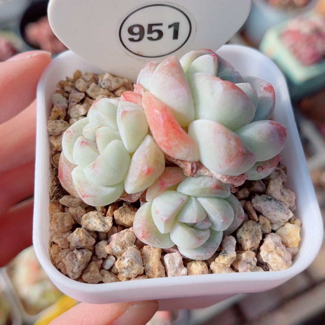951号小老桩冰玉群