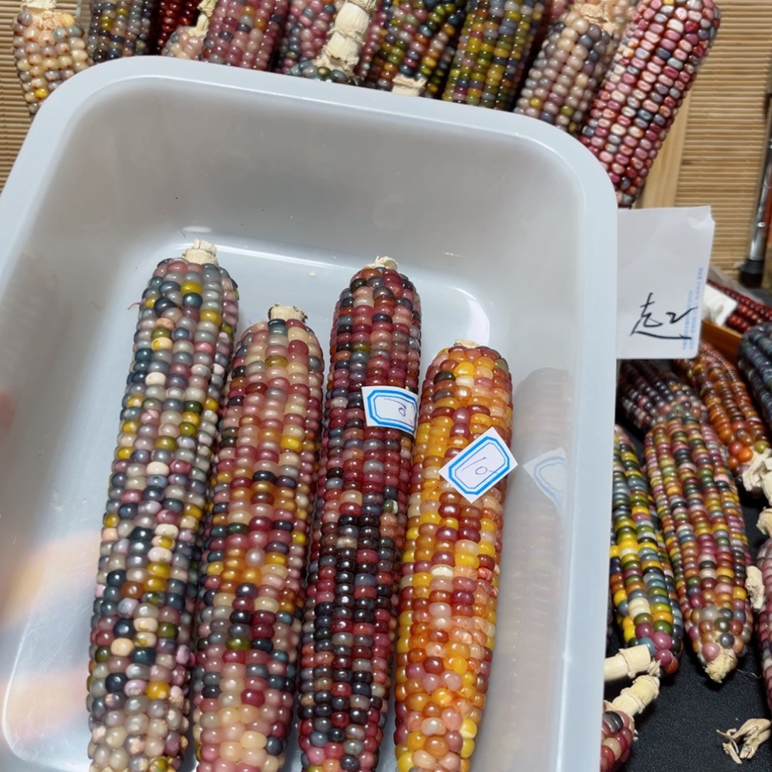 忍***点直播间七彩文玩玉米不退不换