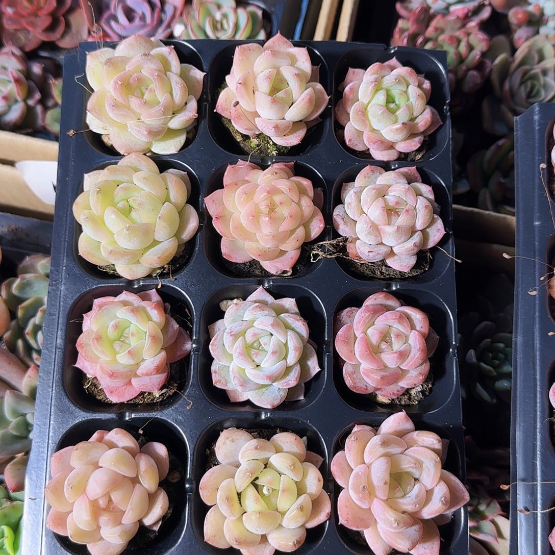 珍妮12颗穴盘多肉