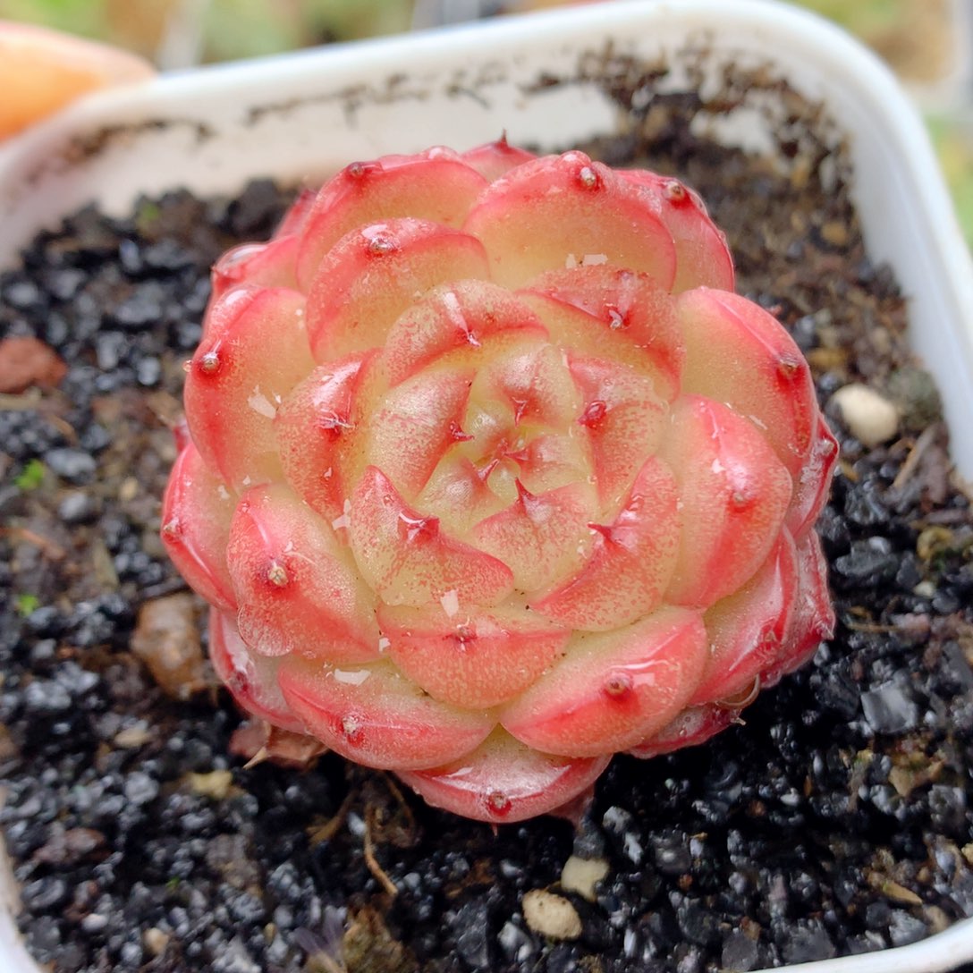 58包邮  群生不包整20