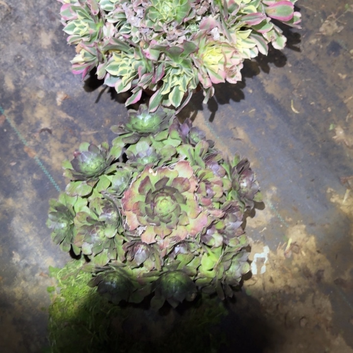 一单包邮不包侧枝63