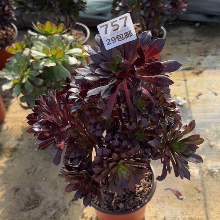 黑法师……多肉植物……