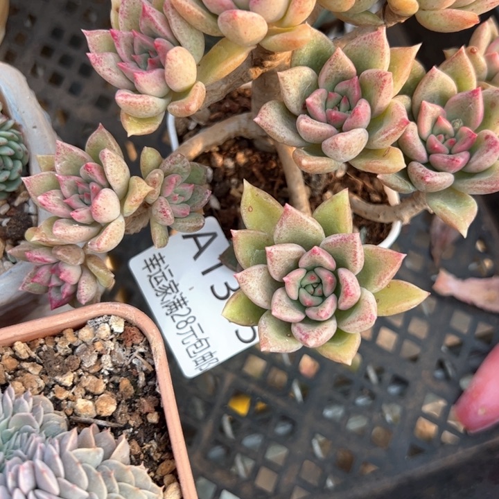 幸运的是我的朋友们