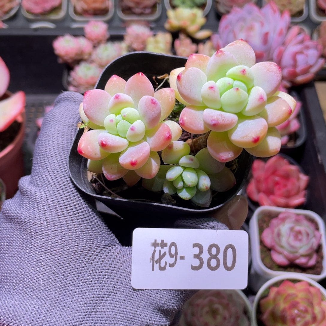 花利美9-380罗琦 