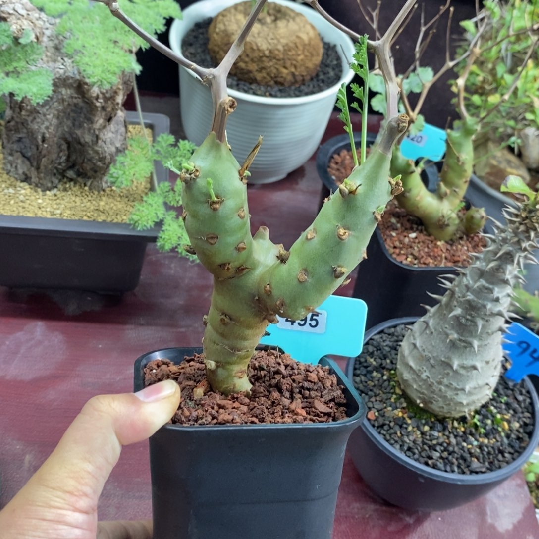 海茴香叶杨奎多肉植物