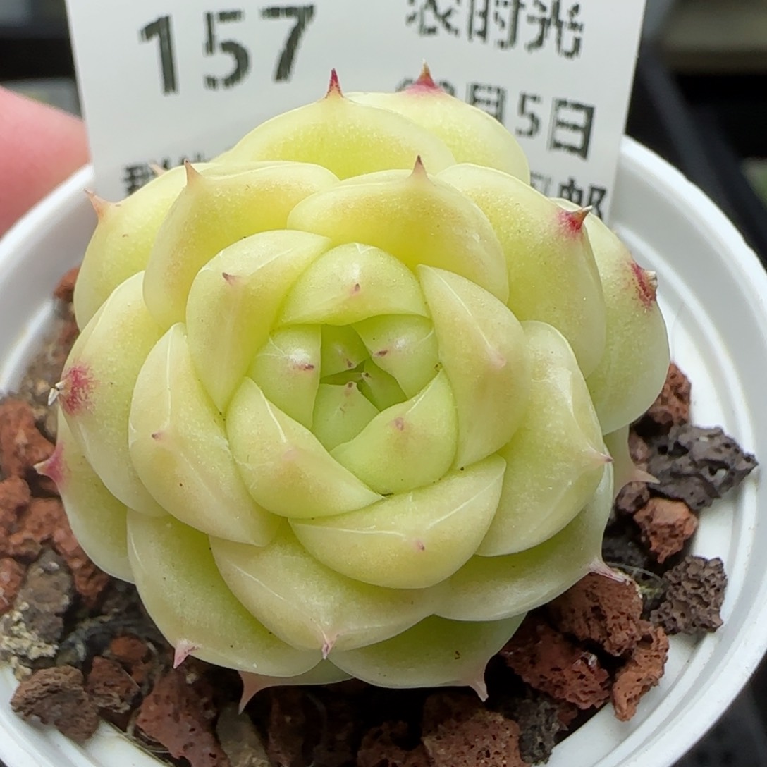 0205-157包子麦秆