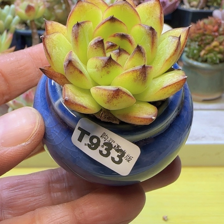 t933 一物一拍带盆发