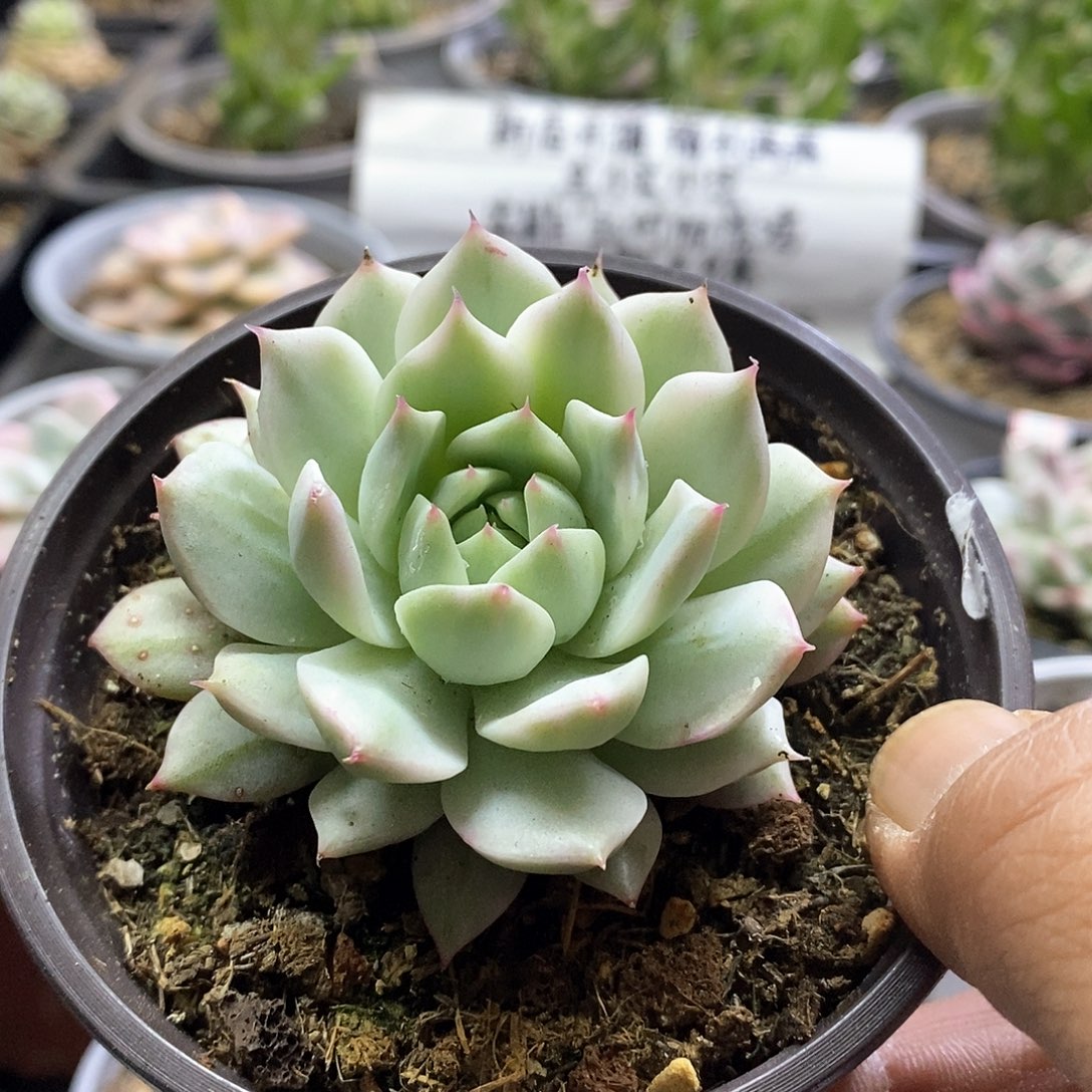 1775tp锦多肉植物