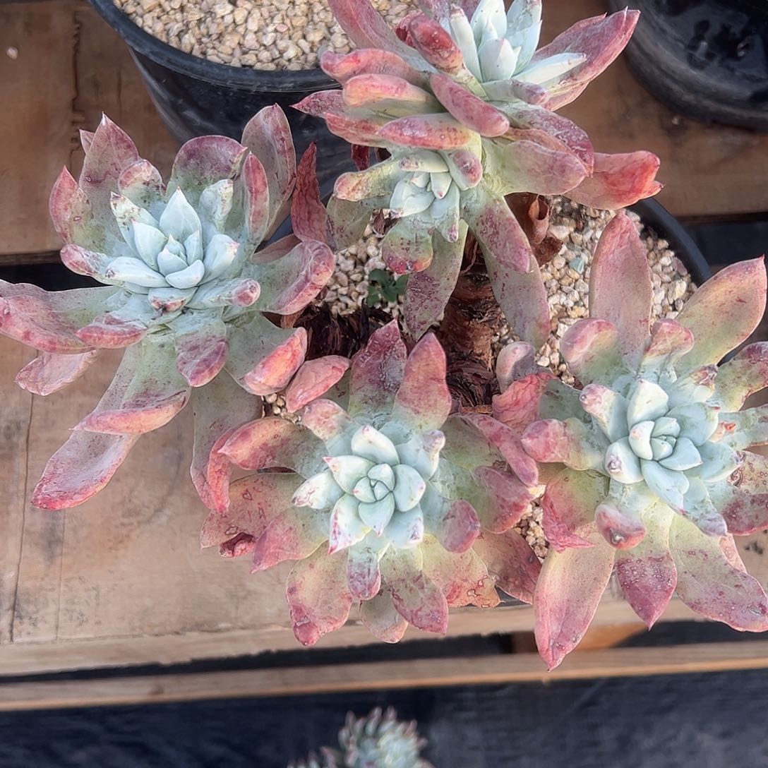 一物一拍帕莎莎1346