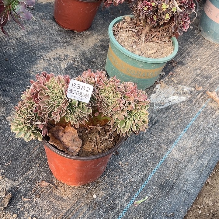 382女神缀化多肉法师多肉