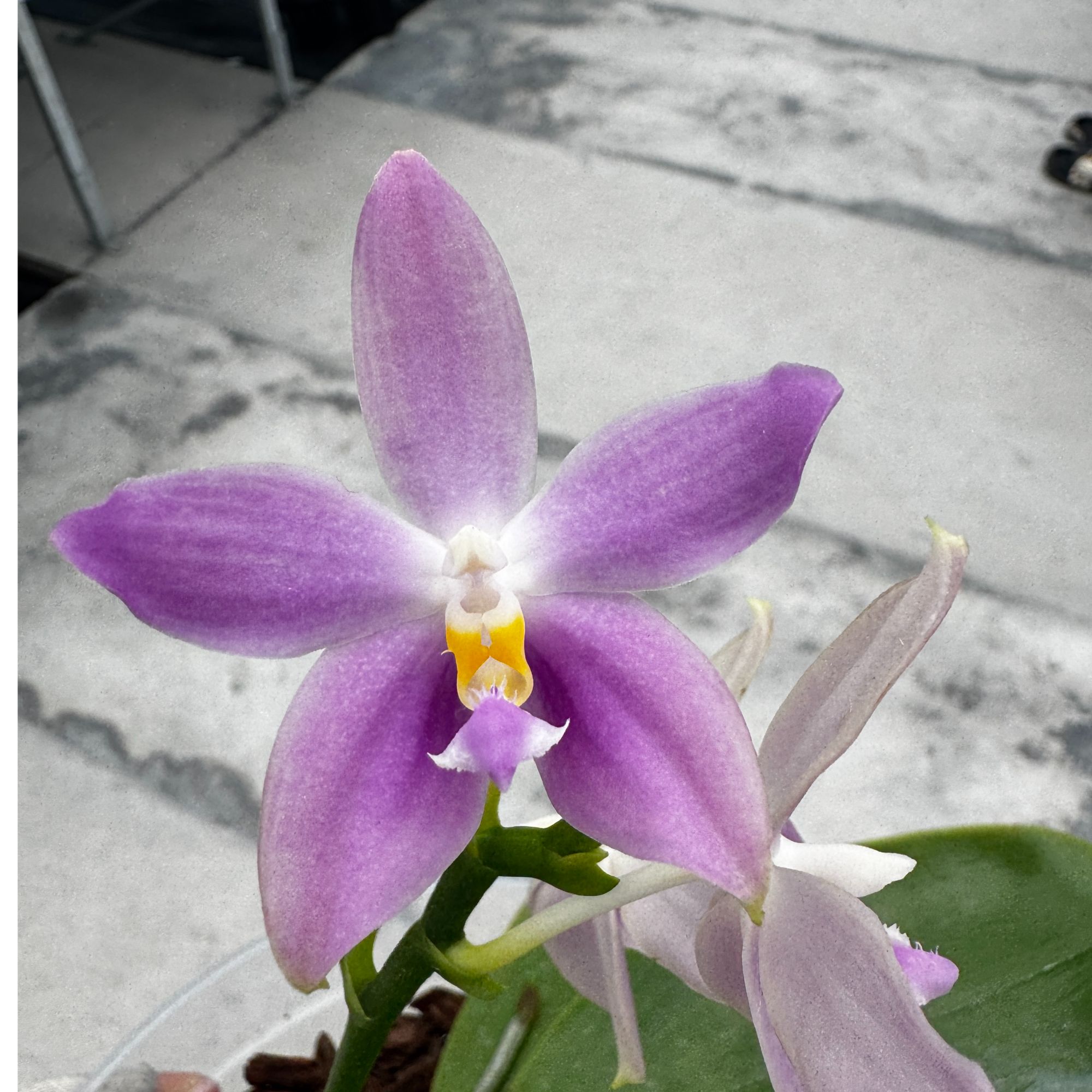 原生种蝴蝶兰 好养易活 香（一物一拍）整十