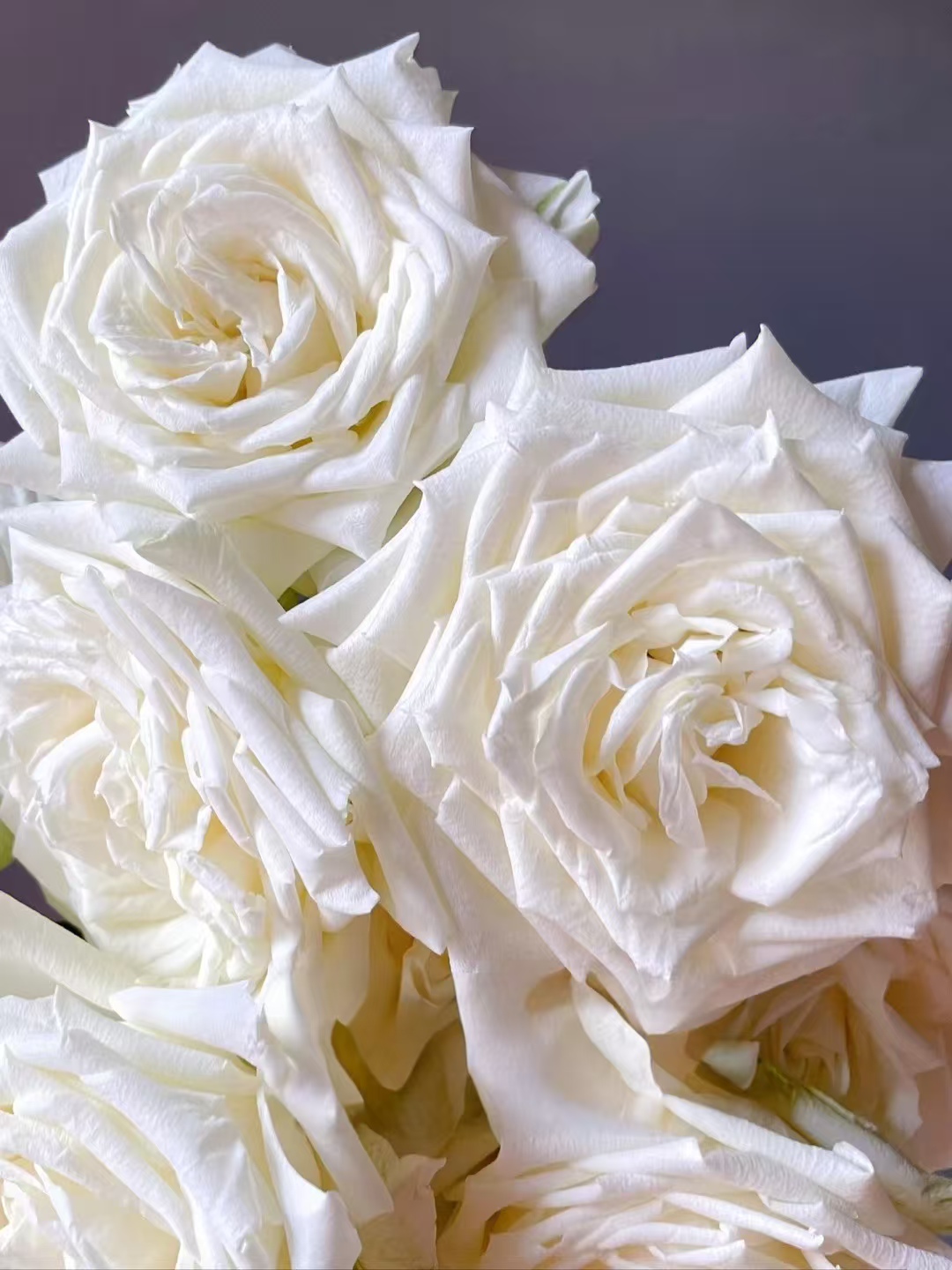 【花涧十顷】坦尼克-单头玫瑰