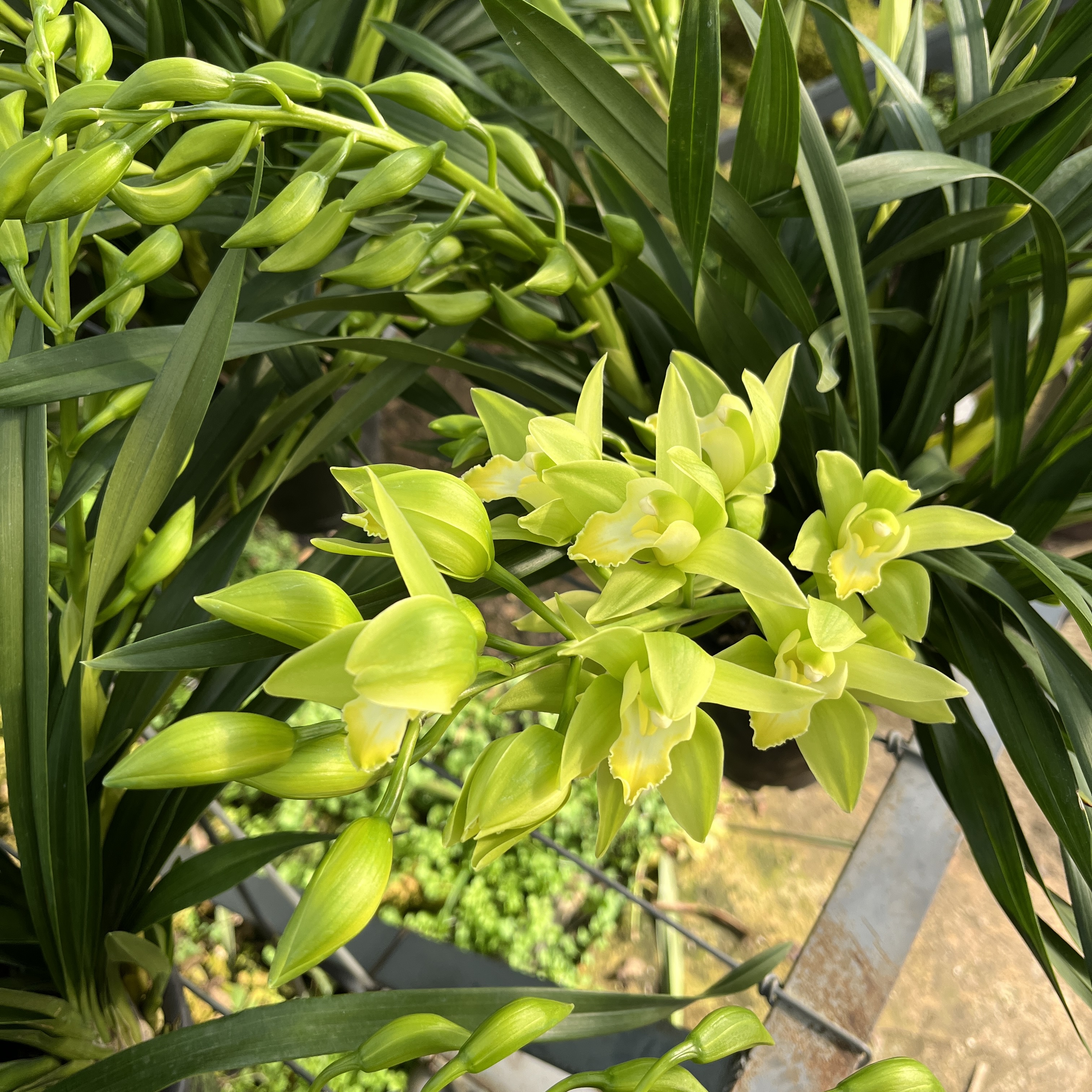 【念兰小花匠-绿精灵】绿色惠兰稀有款云南花卉基地直发