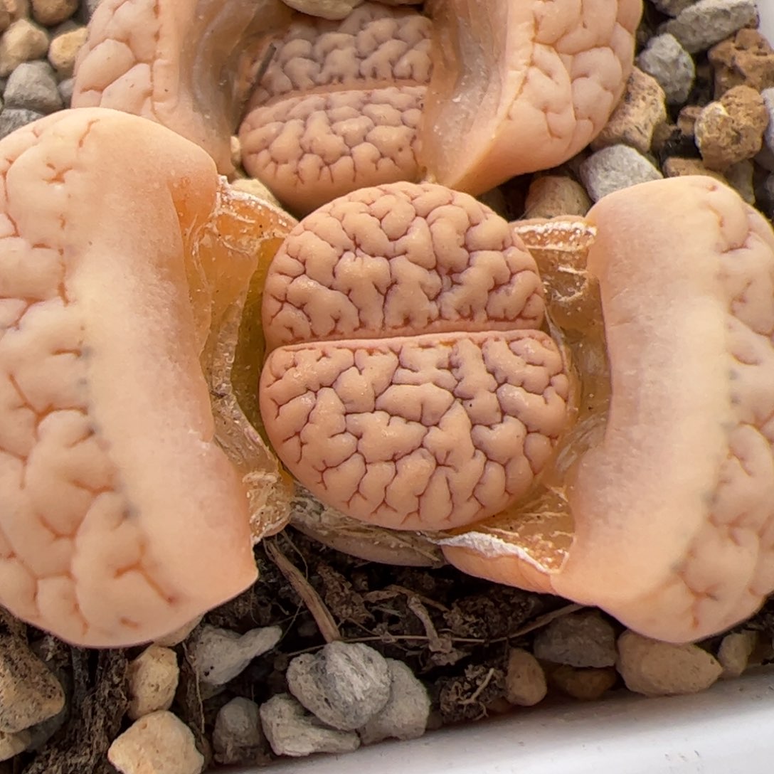 0201号 189 多肉植物