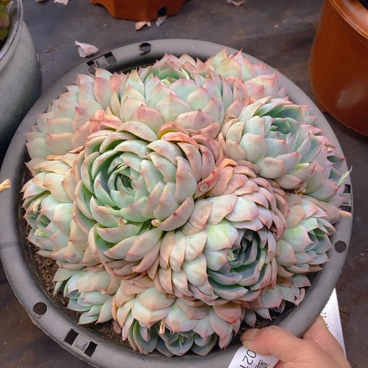 夏悦多肉 0219-49侧影