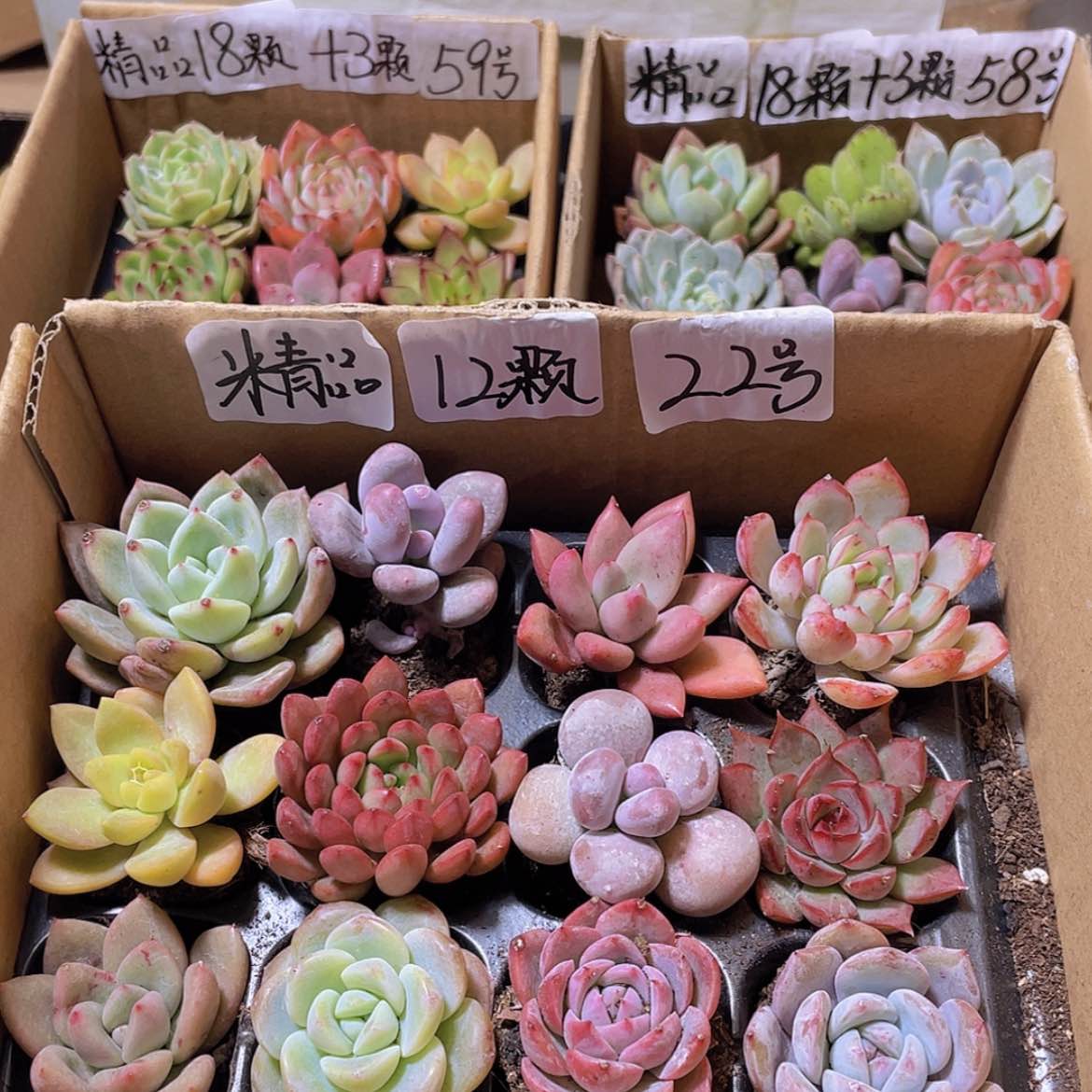 【闪购商品】【量拍】12颗-22