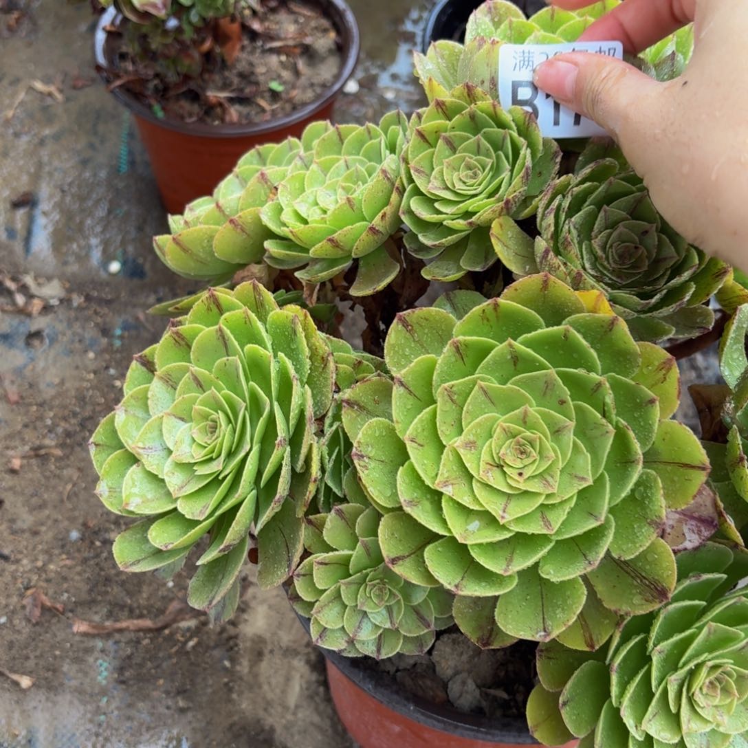 171多肉植物捧花的时候