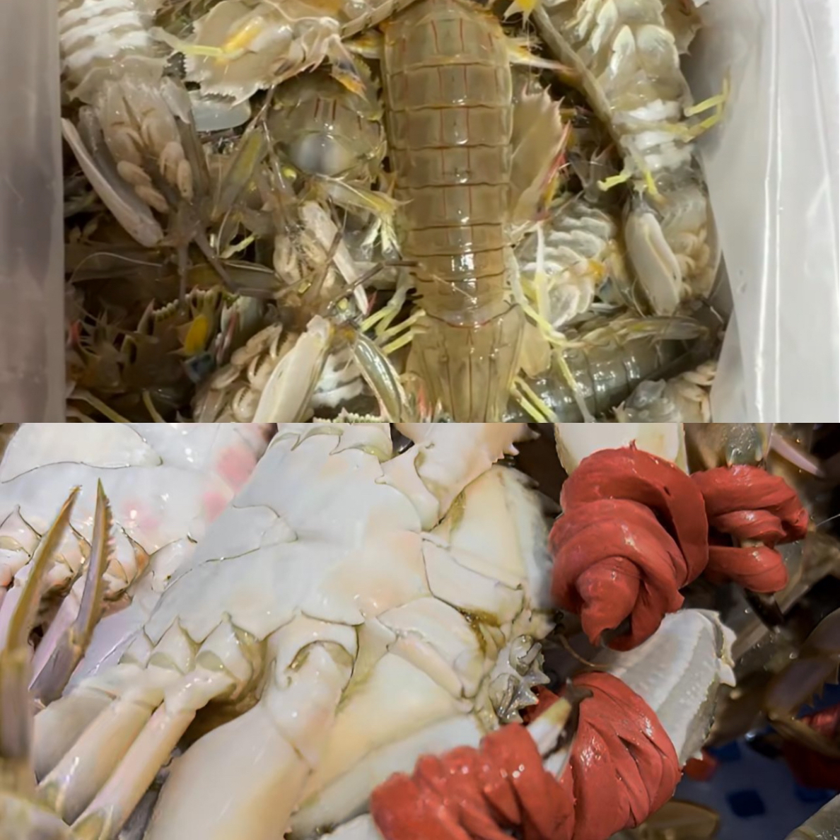 【保鲜不保活】花盖蟹混搭皮皮虾3斤起拍，单只1.5-2两 掉爪介意勿拍