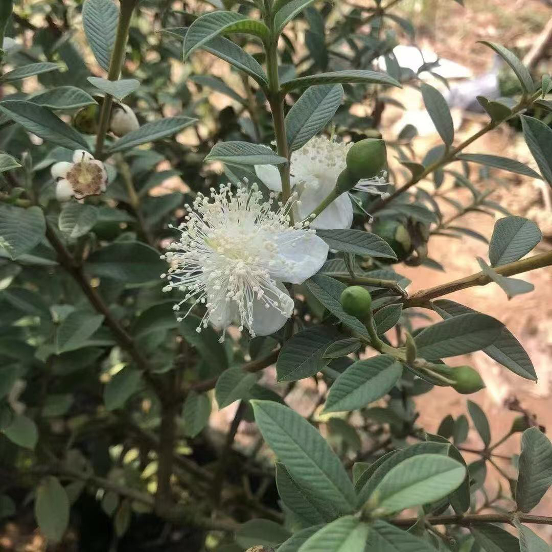 直播间一树一拍 绿植花卉