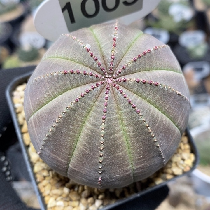 千****~专拍1003号实生布纹球