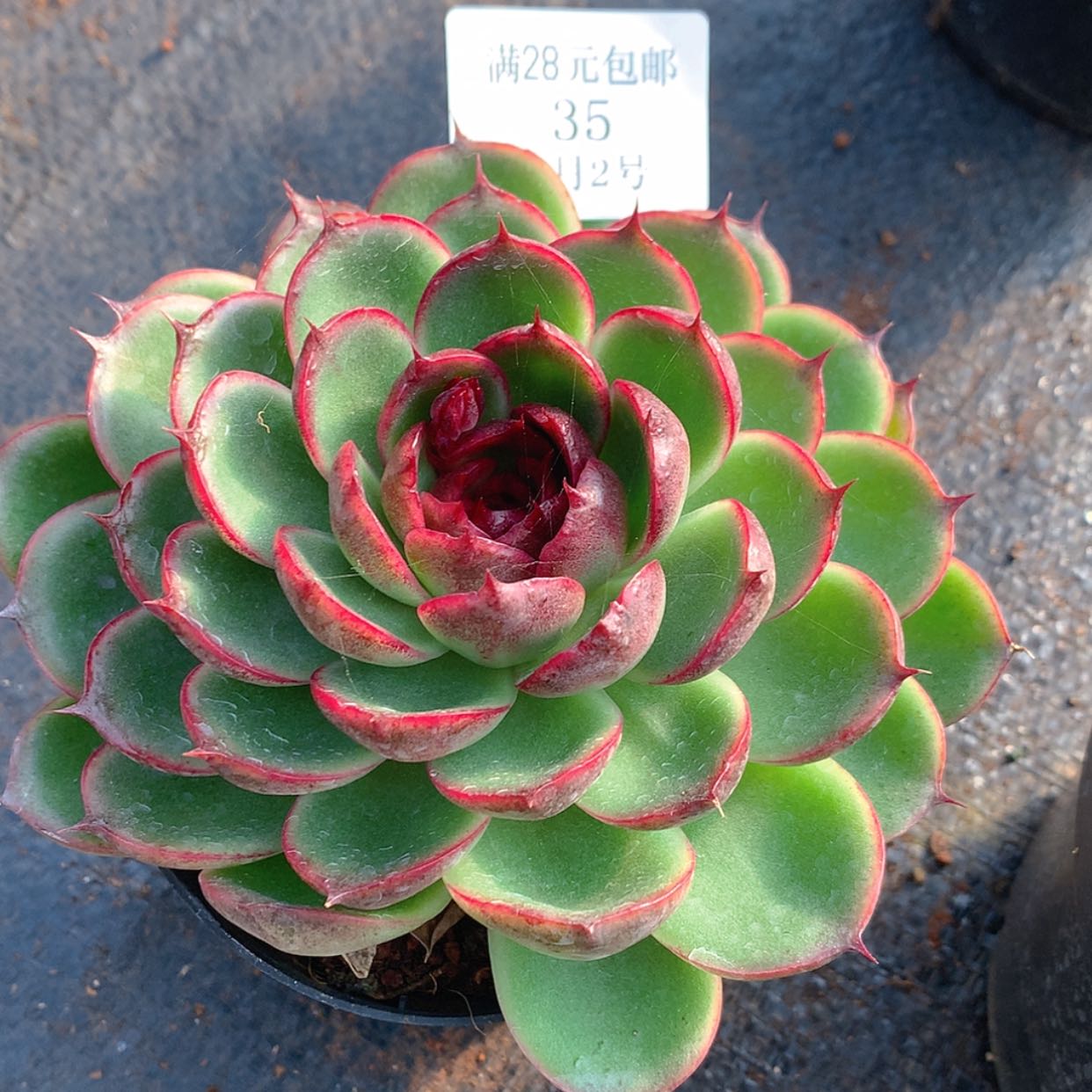 【闪购商品】云35号