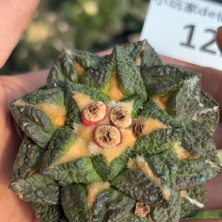 122 根点 仙人球的故事是