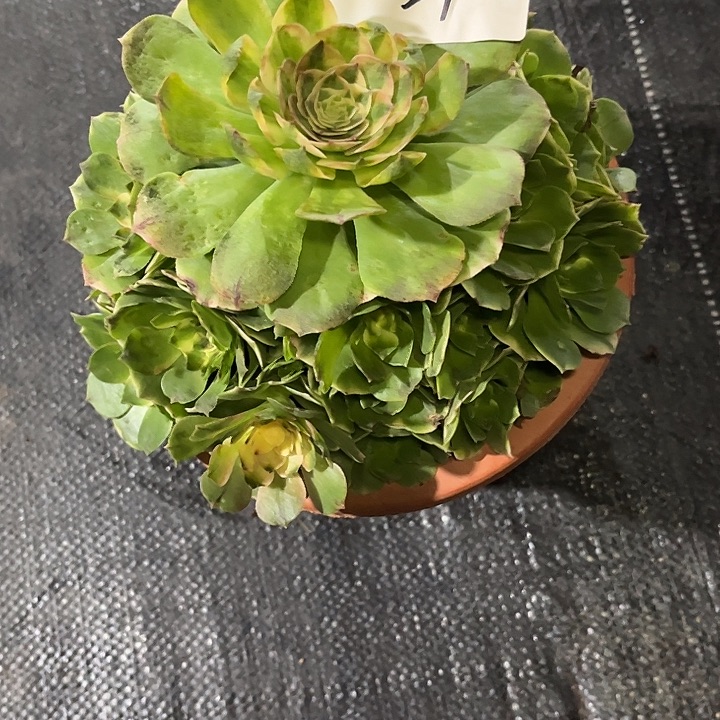 红***语伊丽莎白多肉植物保护2154