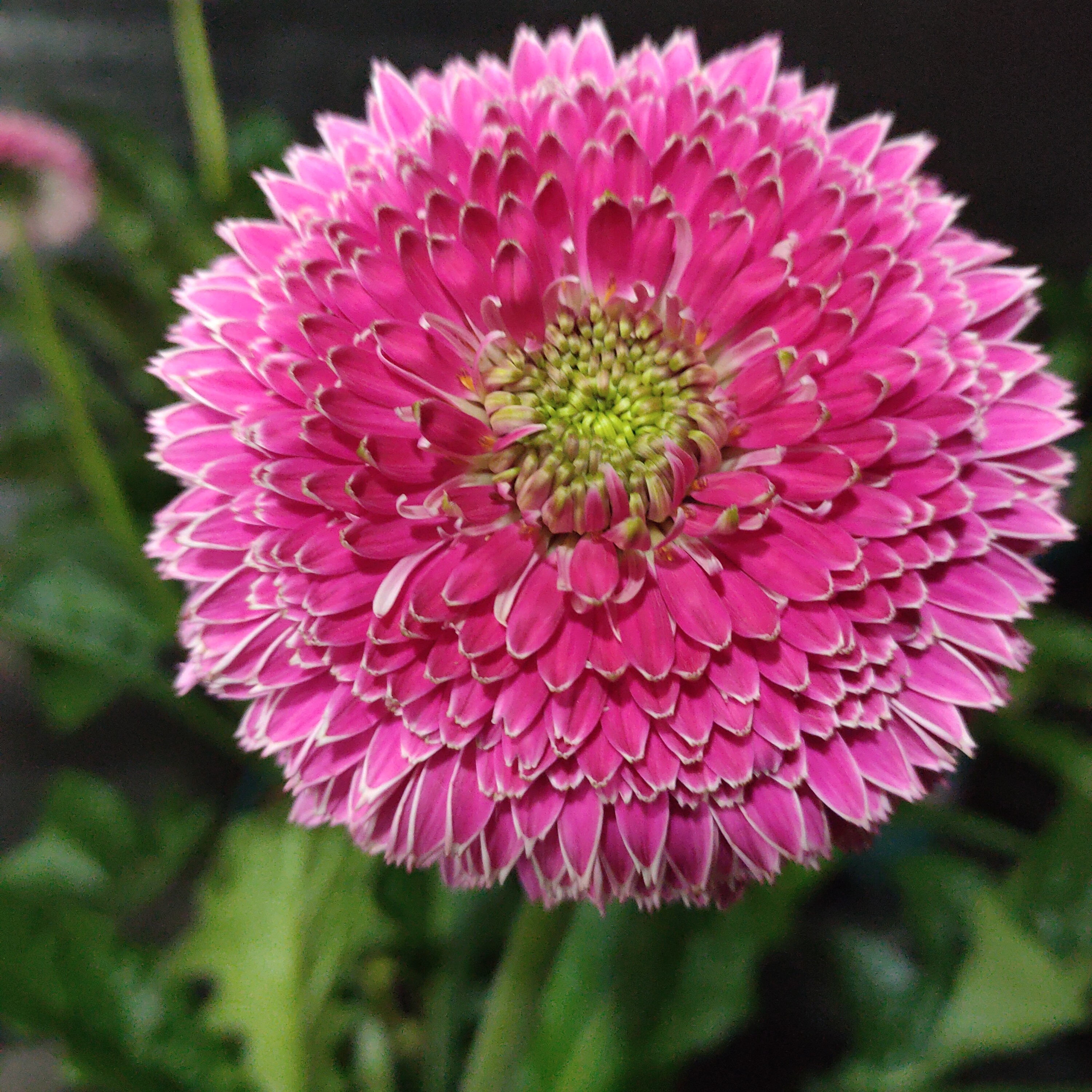 （波士顿）高杆非洲菊四季开花多年生宿根苗花卉地栽盆栽阳台庭院室