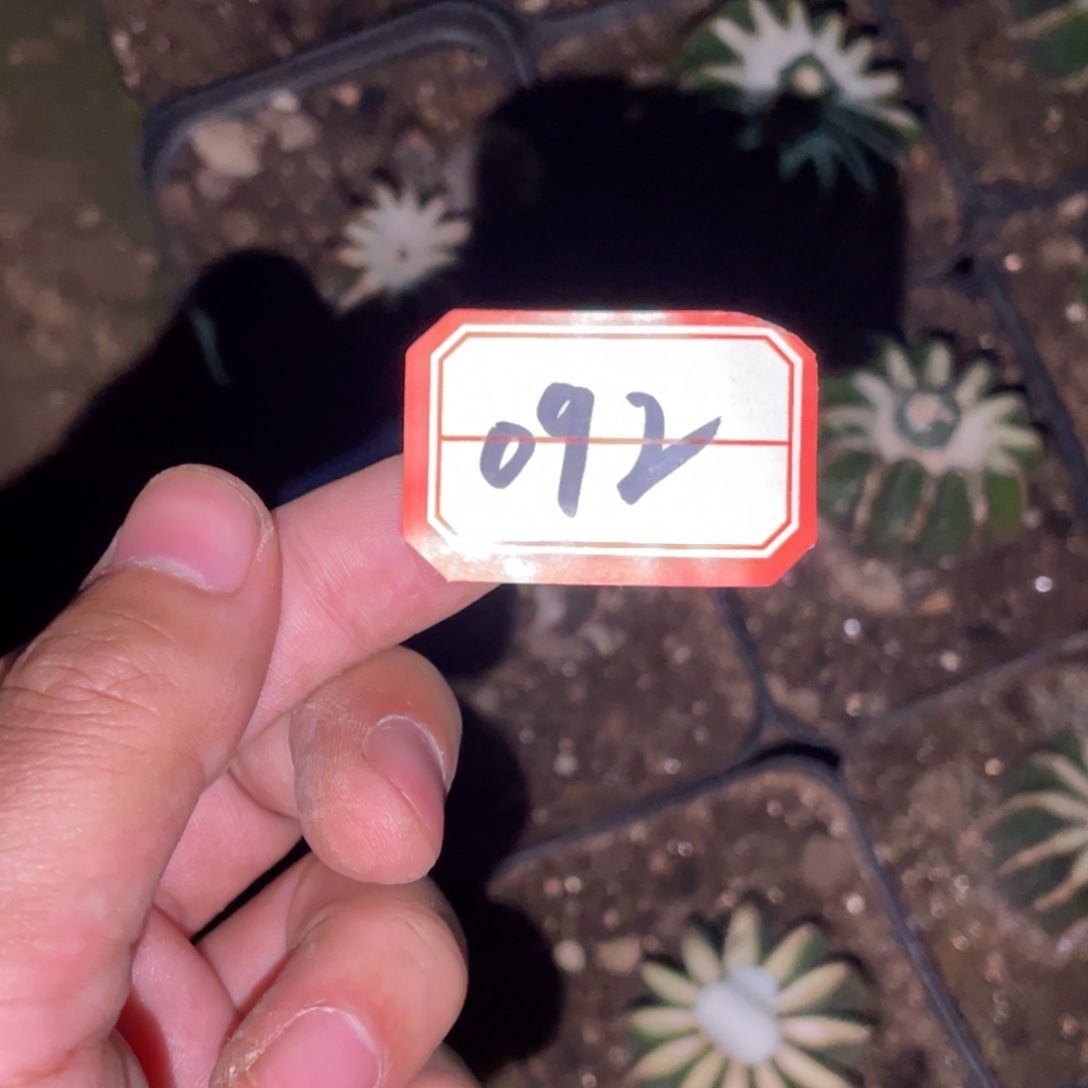 无花朵仙人球开花092