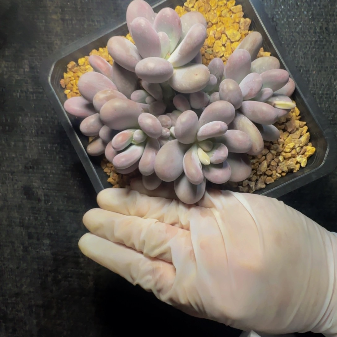 a a a a a a a a a 95